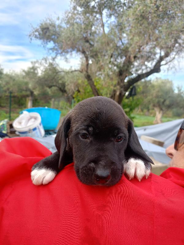 “Otto Cuori in Cerca di Casa” ❤️ Foto 4